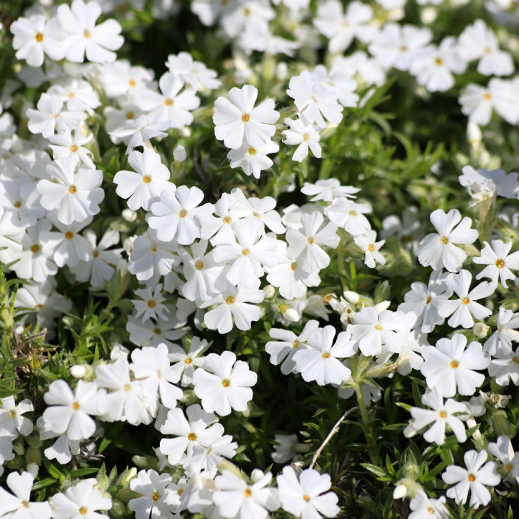 Phlox subulata White Delight - Flox musgoso