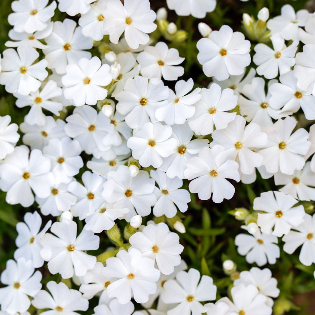 Phlox subulata White Delight - Flox musgoso