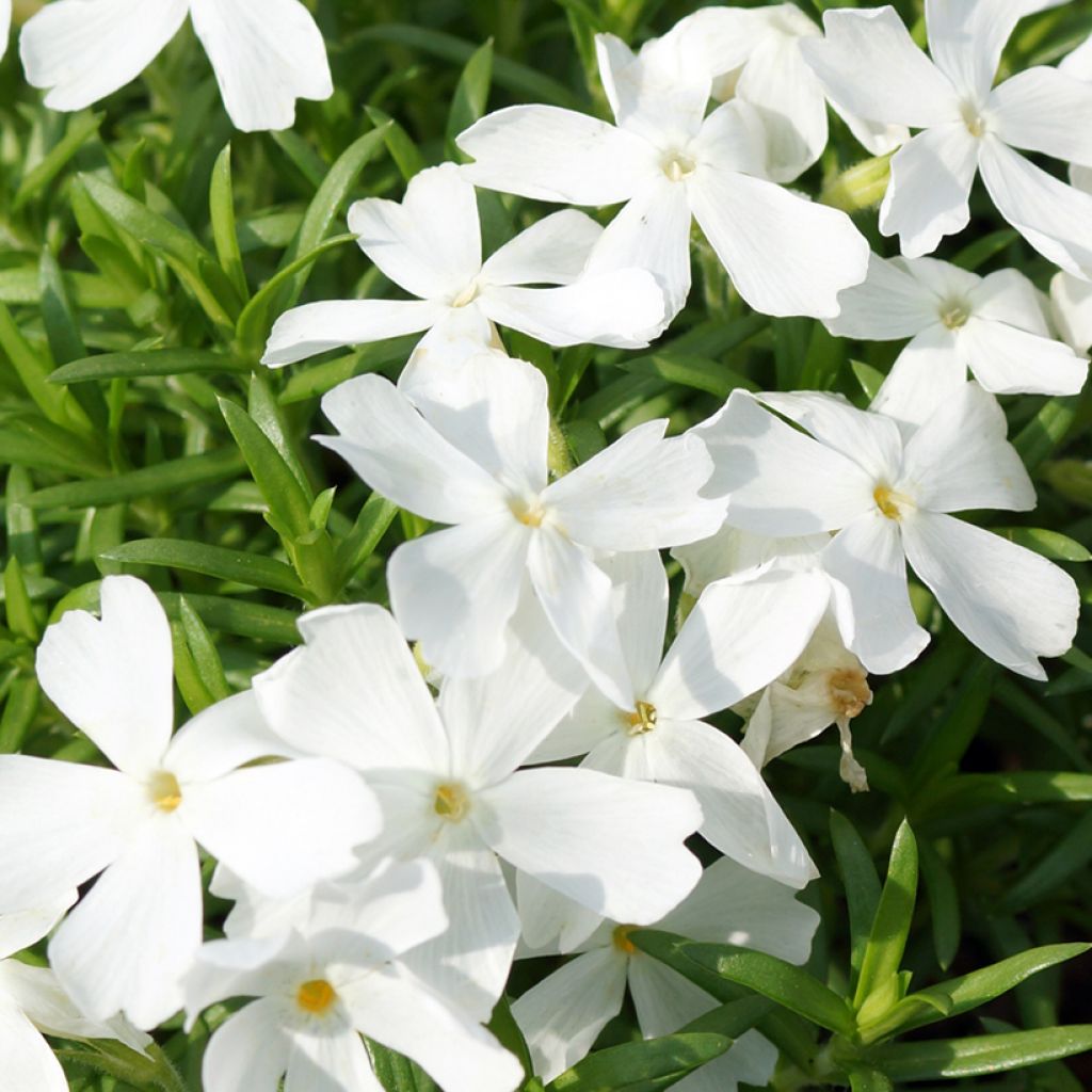 Phlox subulata White Delight - Flox musgoso