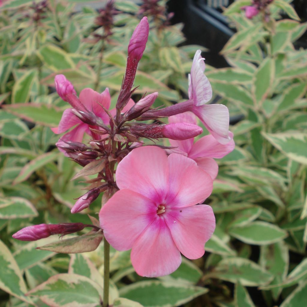 Phlox paniculata Becky Towe