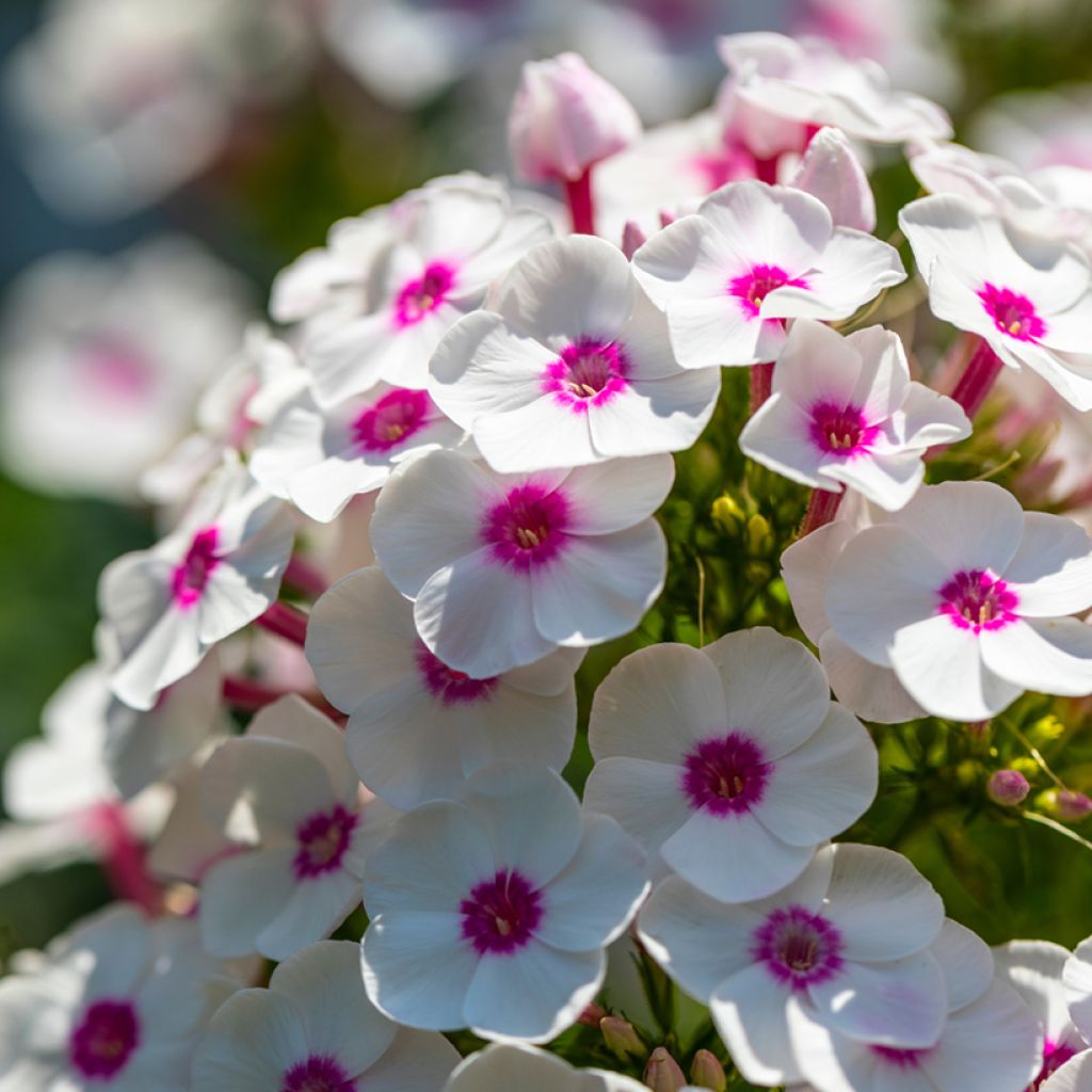 Phlox paniculata Bright Eyes