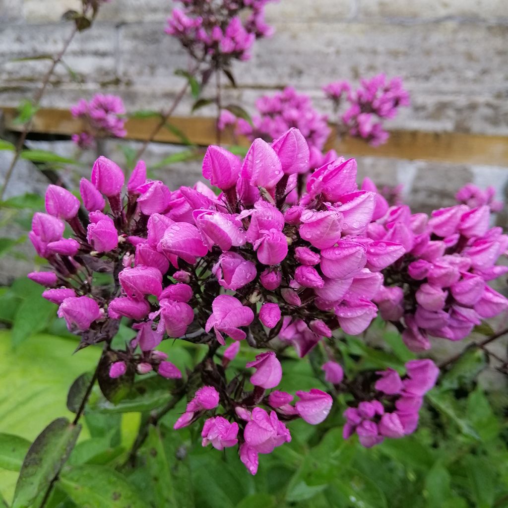 Phlox paniculata Butonik