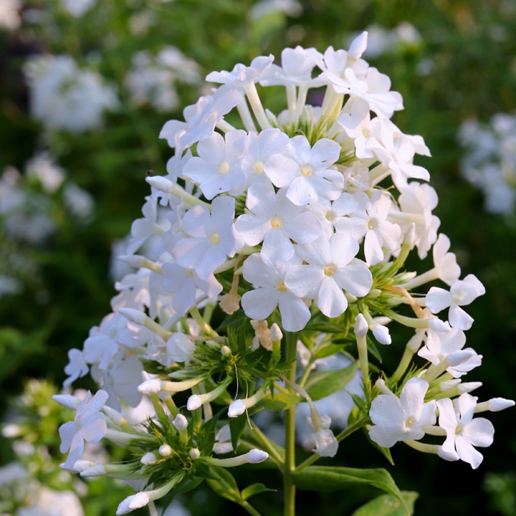 Phlox paniculata David