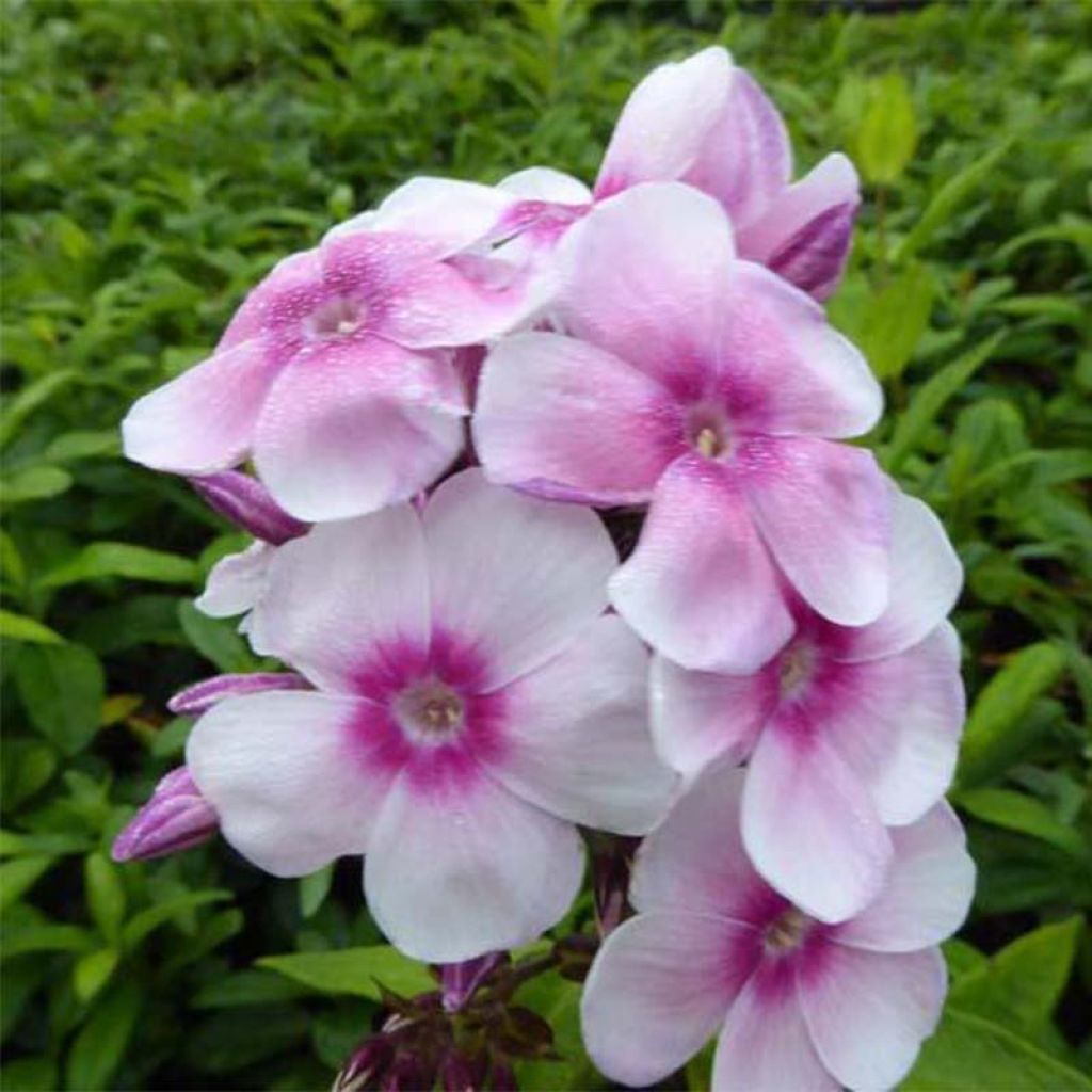 Phlox paniculata Europa