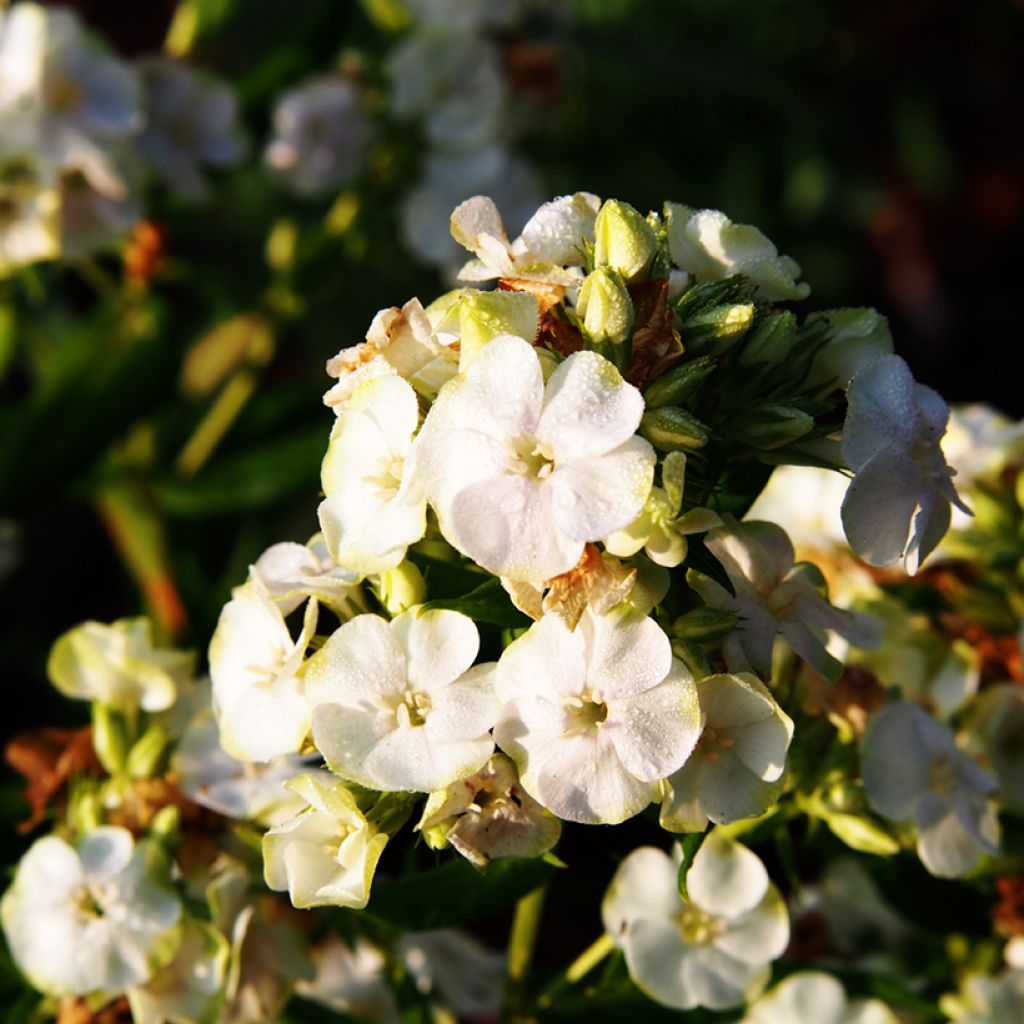 Phlox paniculata Jade