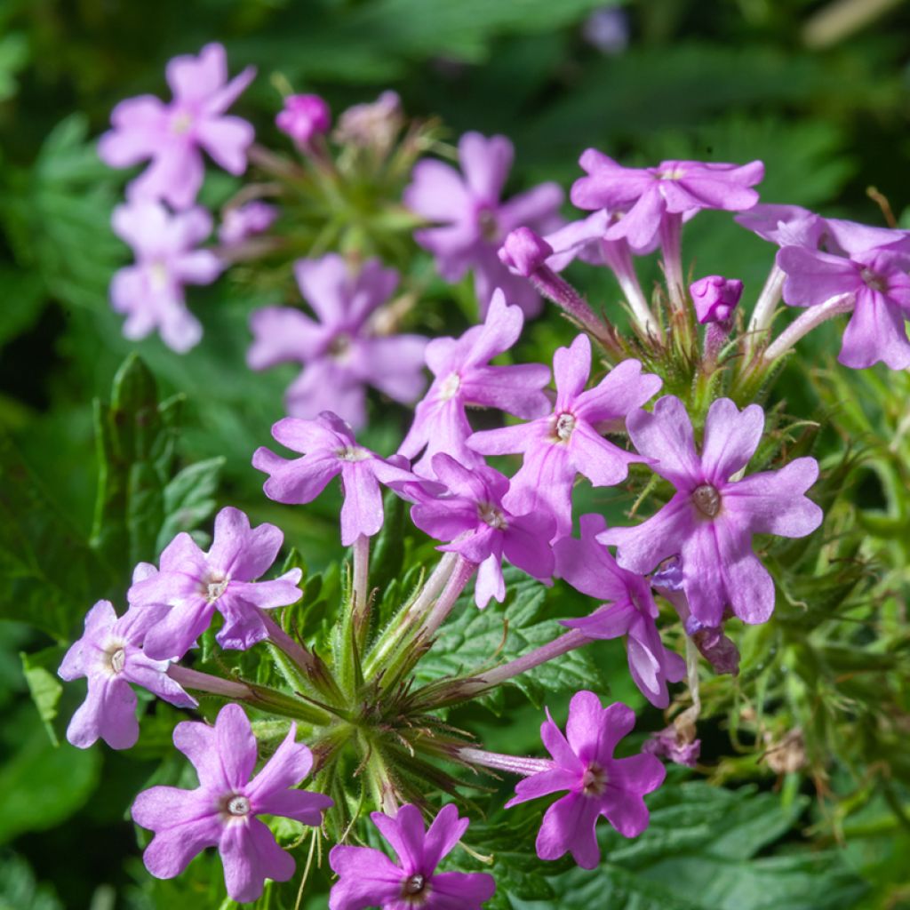 Phlox paniculata Jeana