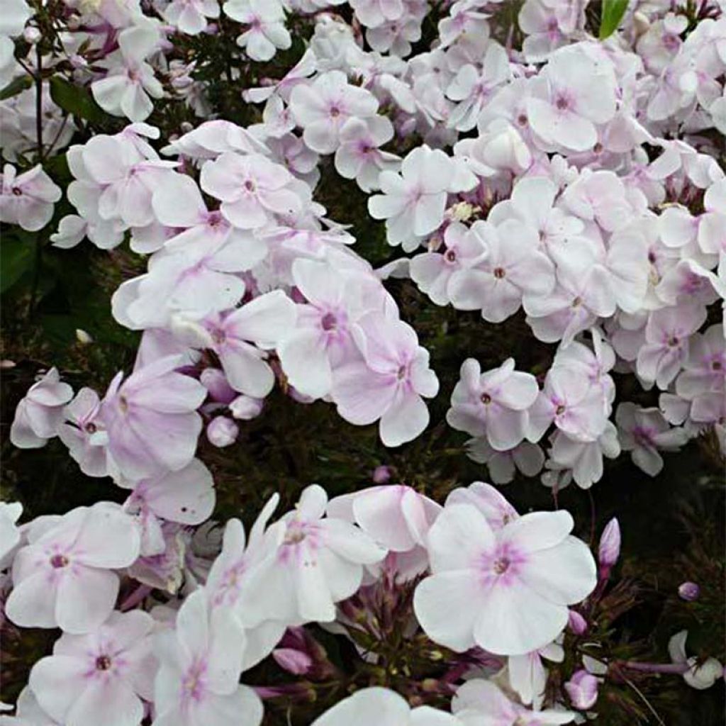 Phlox paniculata Monica Lynden Bell