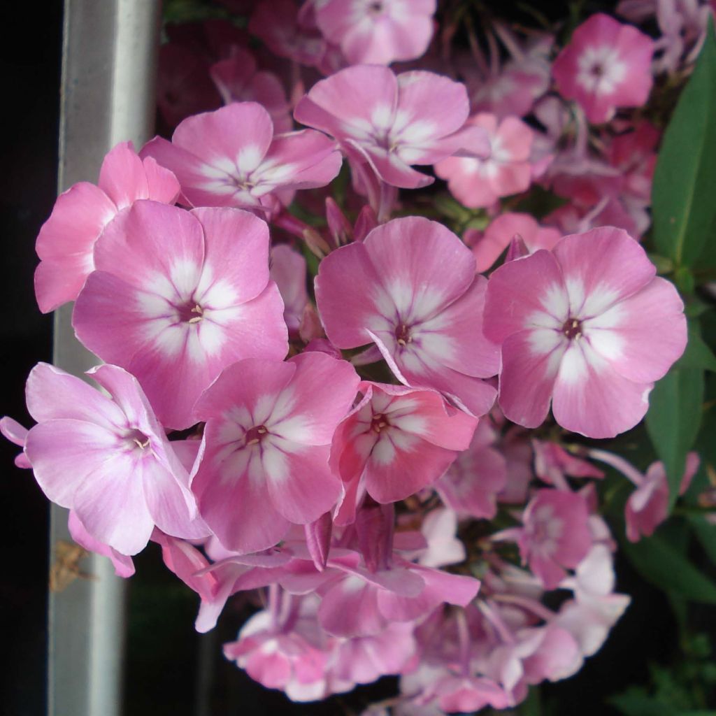 Phlox paniculata Pink Eye Flame