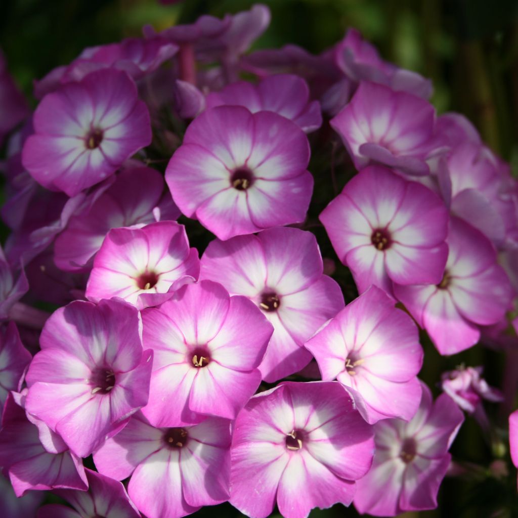 Phlox paniculata Purple Eye Flame