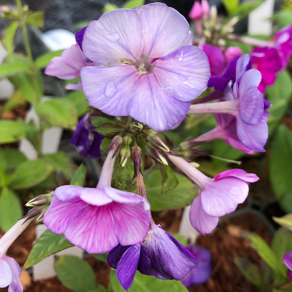 Phlox paniculata Purple Flame