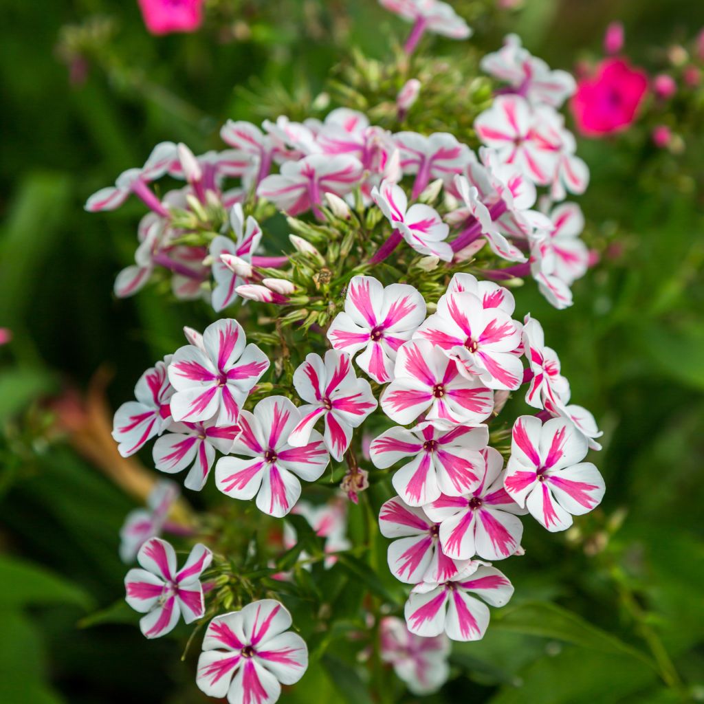 Phlox paniculata Twister