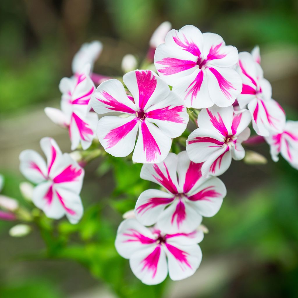 Phlox paniculata Twister