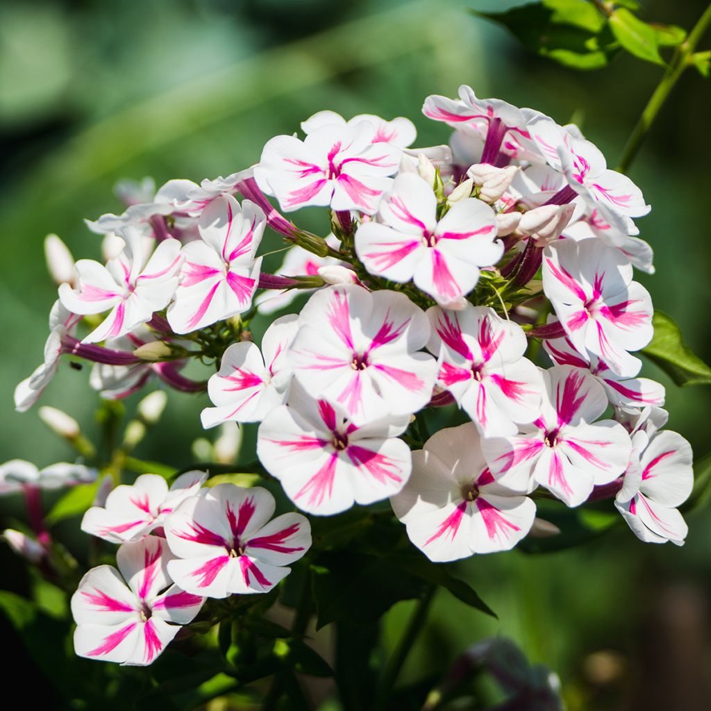 Phlox paniculata Twister