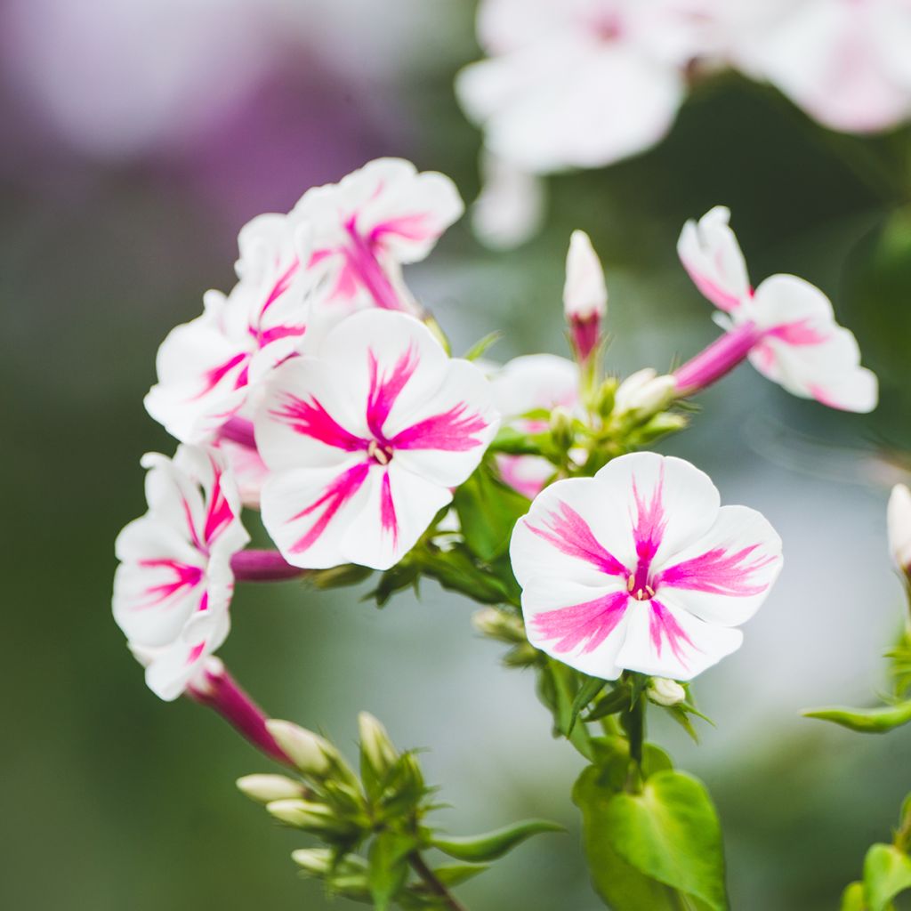 Phlox paniculata Twister