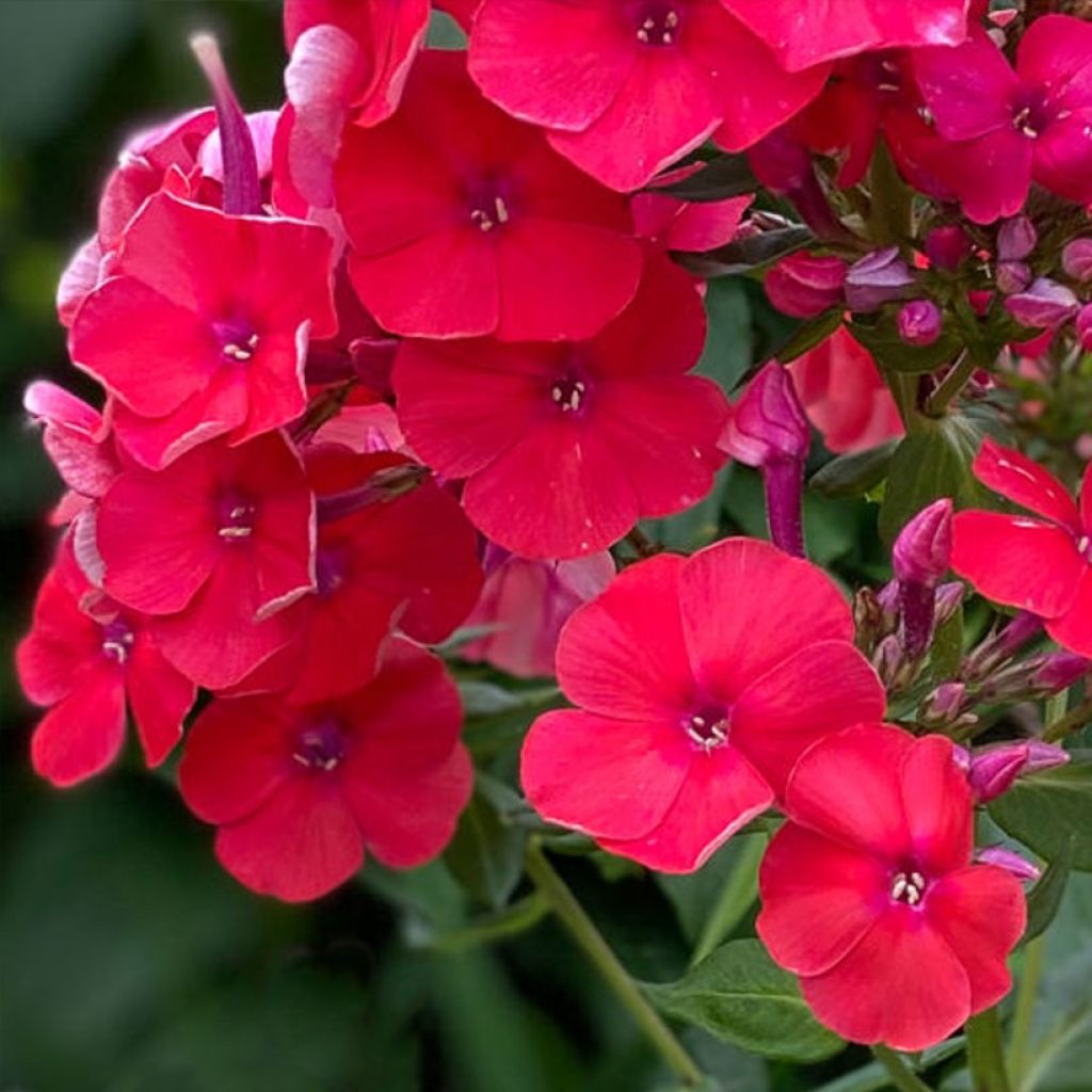 Phlox paniculata Younique Orange