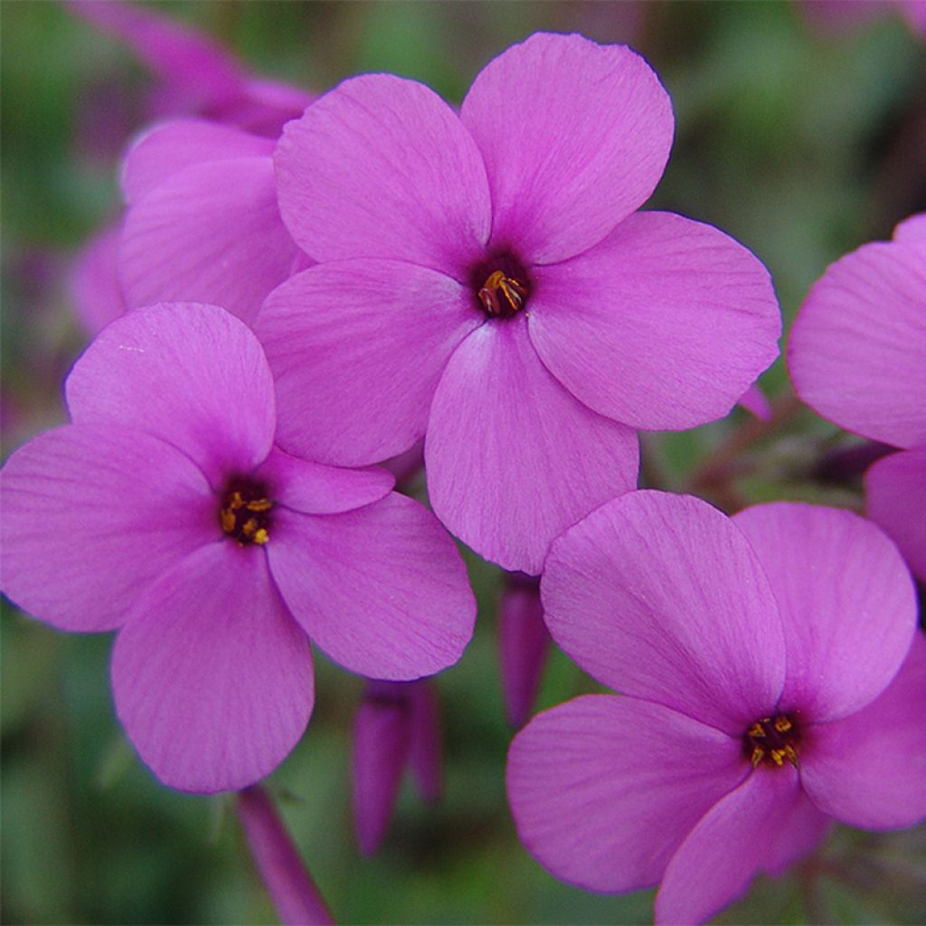 Phlox stolonifera Home Fires