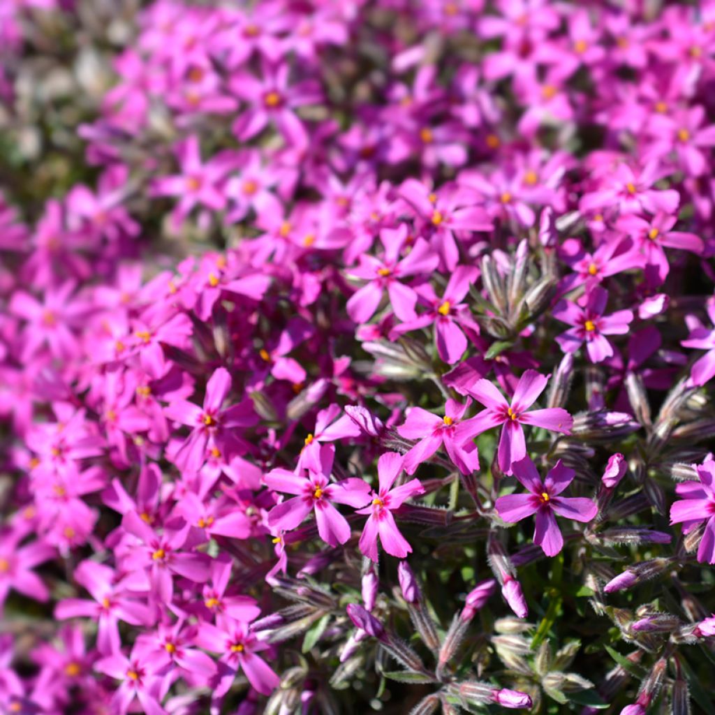 Phlox subulata Atropurpurea - Flox musgoso