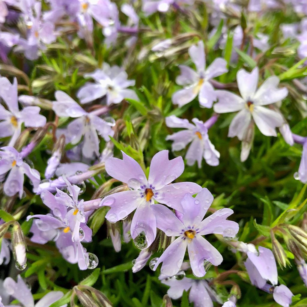 Phlox subulata Cushion Blue - Flox musgoso