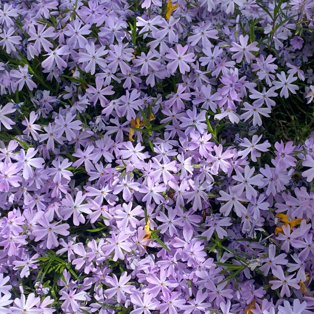 Phlox subulata Cushion Blue - Flox musgoso