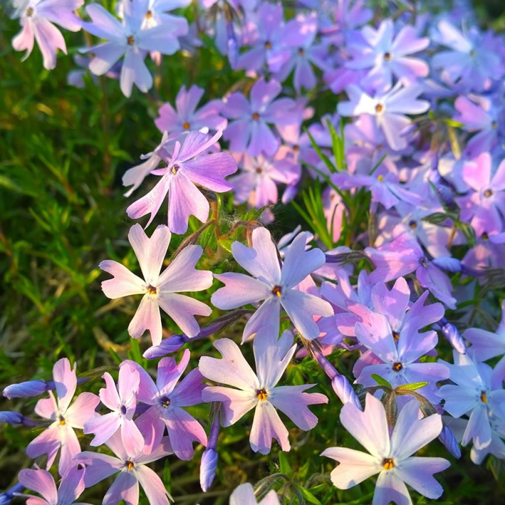 Phlox subulata Cushion Blue - Flox musgoso