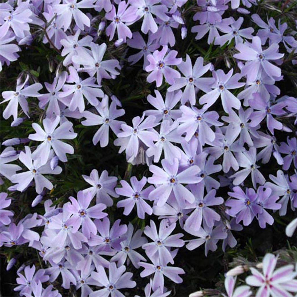 Phlox subulata Cushion Blue - Flox musgoso