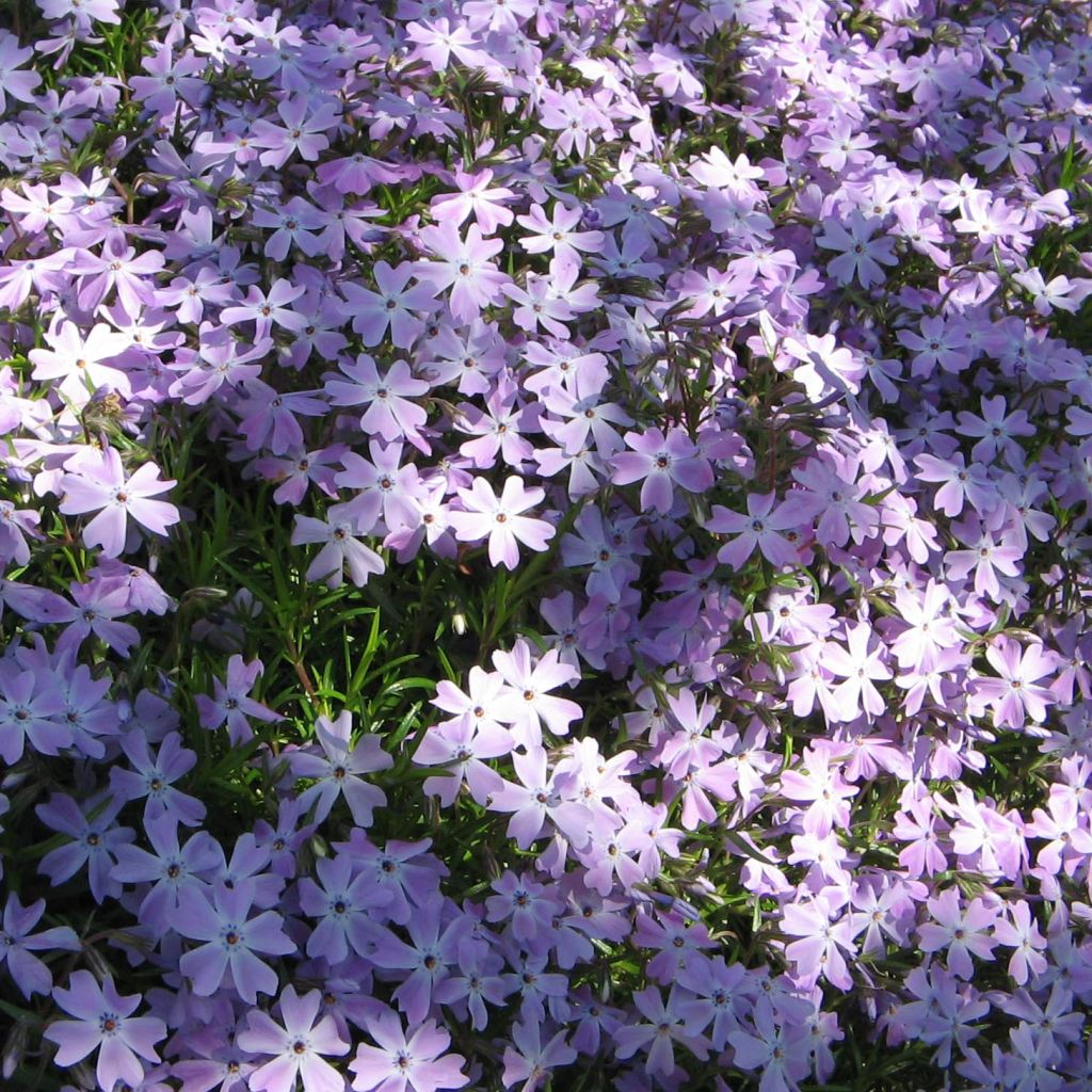 Phlox subulata Cushion Blue - Flox musgoso