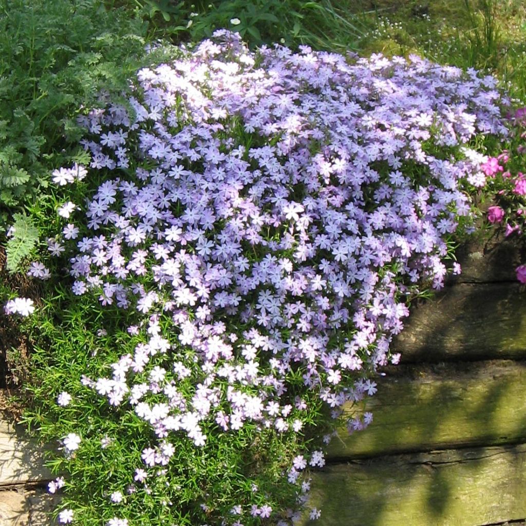 Phlox subulata Cushion Blue - Flox musgoso