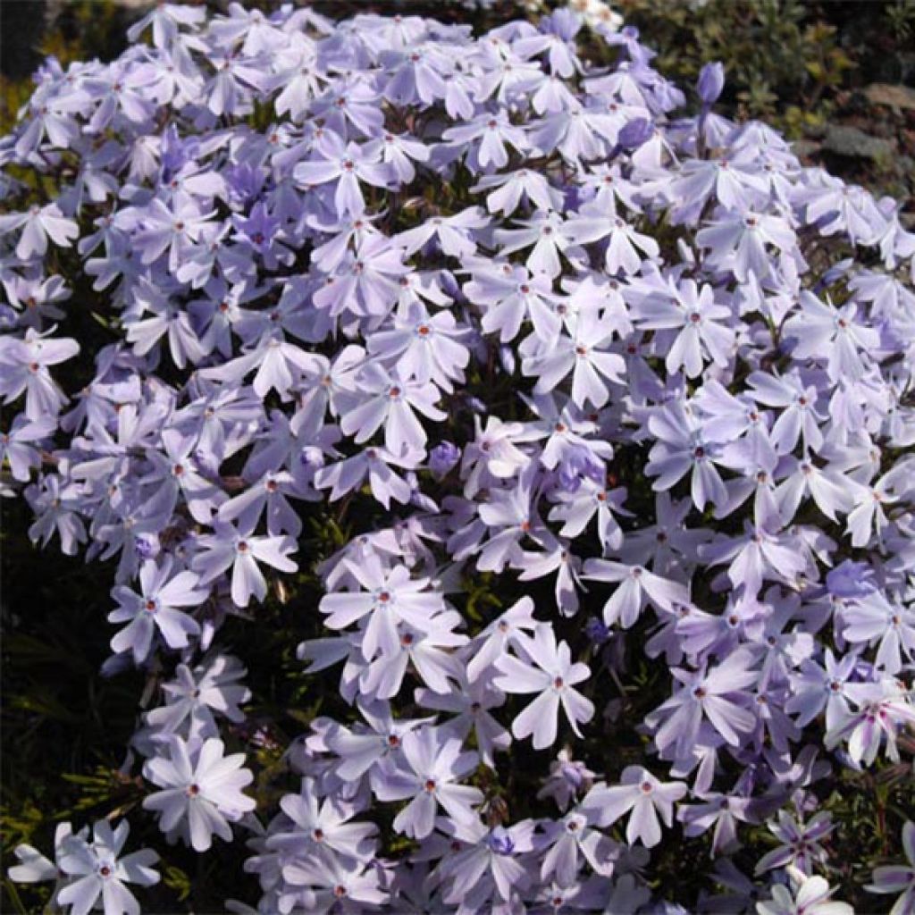 Phlox subulata Cushion Blue - Flox musgoso