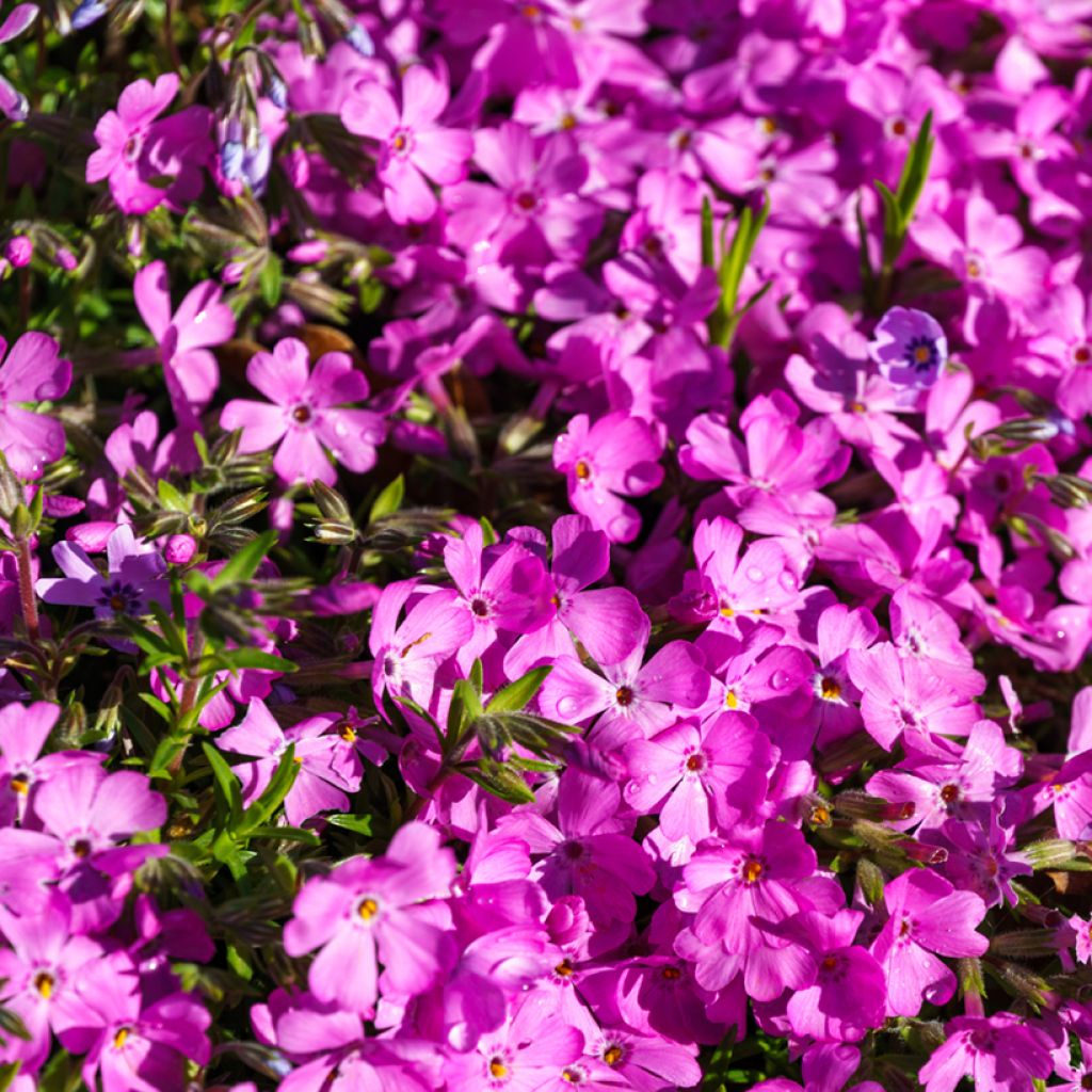 Phlox subulata McDaniel's Cushion - Flox musgoso