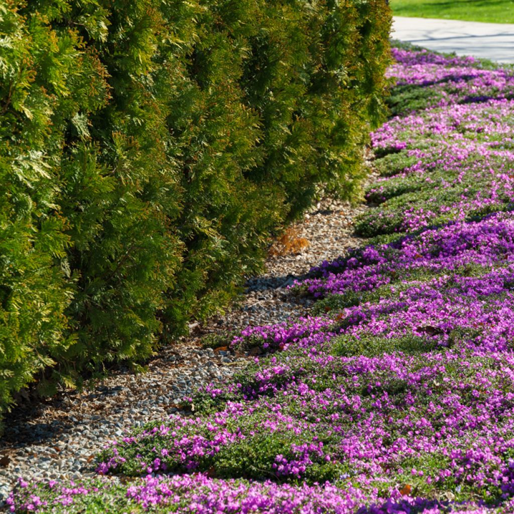 Phlox subulata McDaniel's Cushion - Flox musgoso