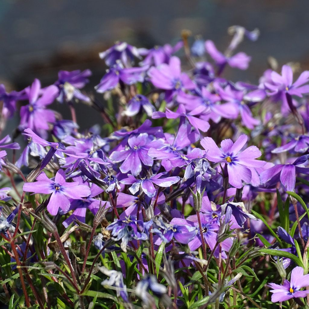 Phlox subulata Purple Beauty - Flox musgoso