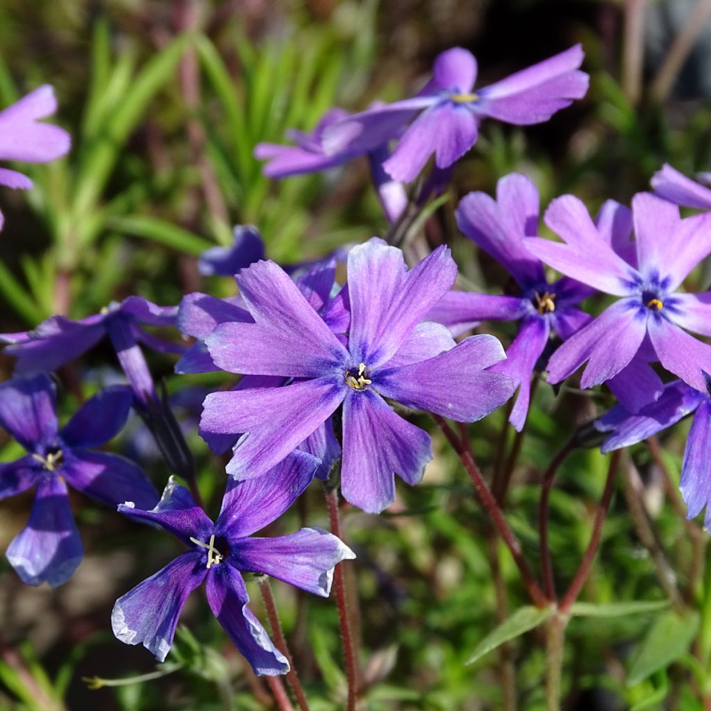 Phlox subulata Purple Beauty - Flox musgoso