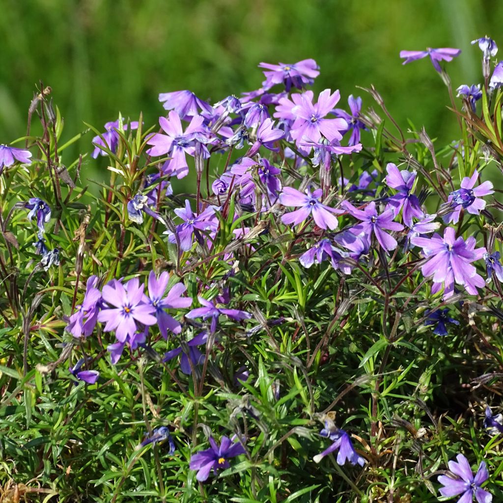 Phlox subulata Purple Beauty - Flox musgoso