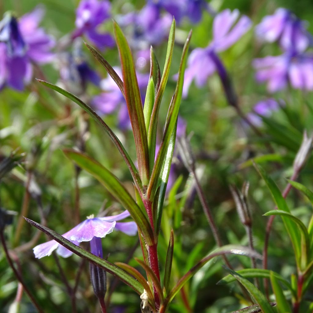 Phlox subulata Purple Beauty - Flox musgoso