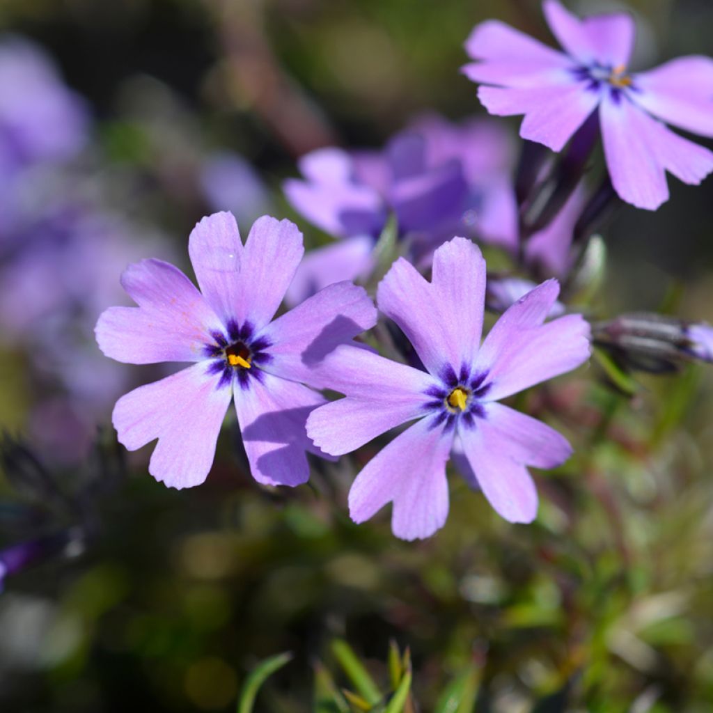 Phlox subulata Purple Beauty - Flox musgoso