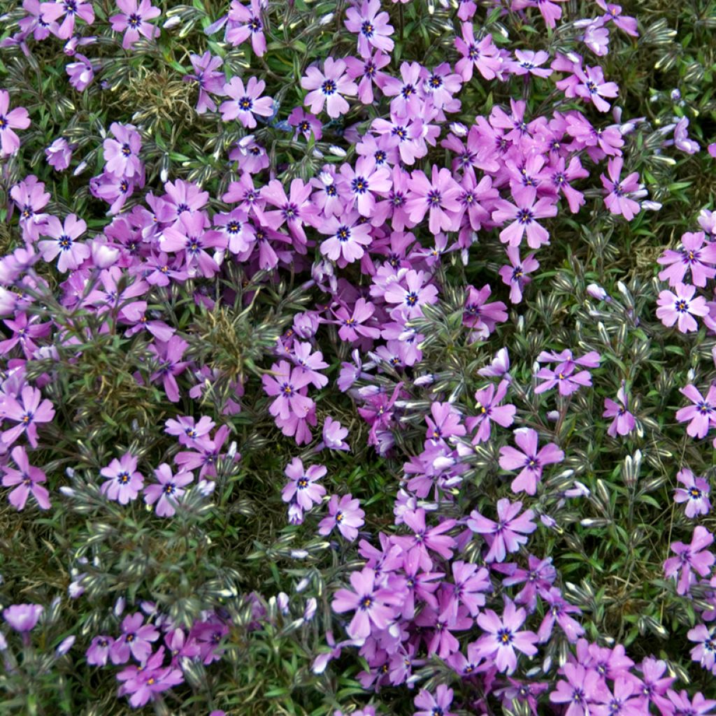 Phlox subulata Purple Beauty - Flox musgoso