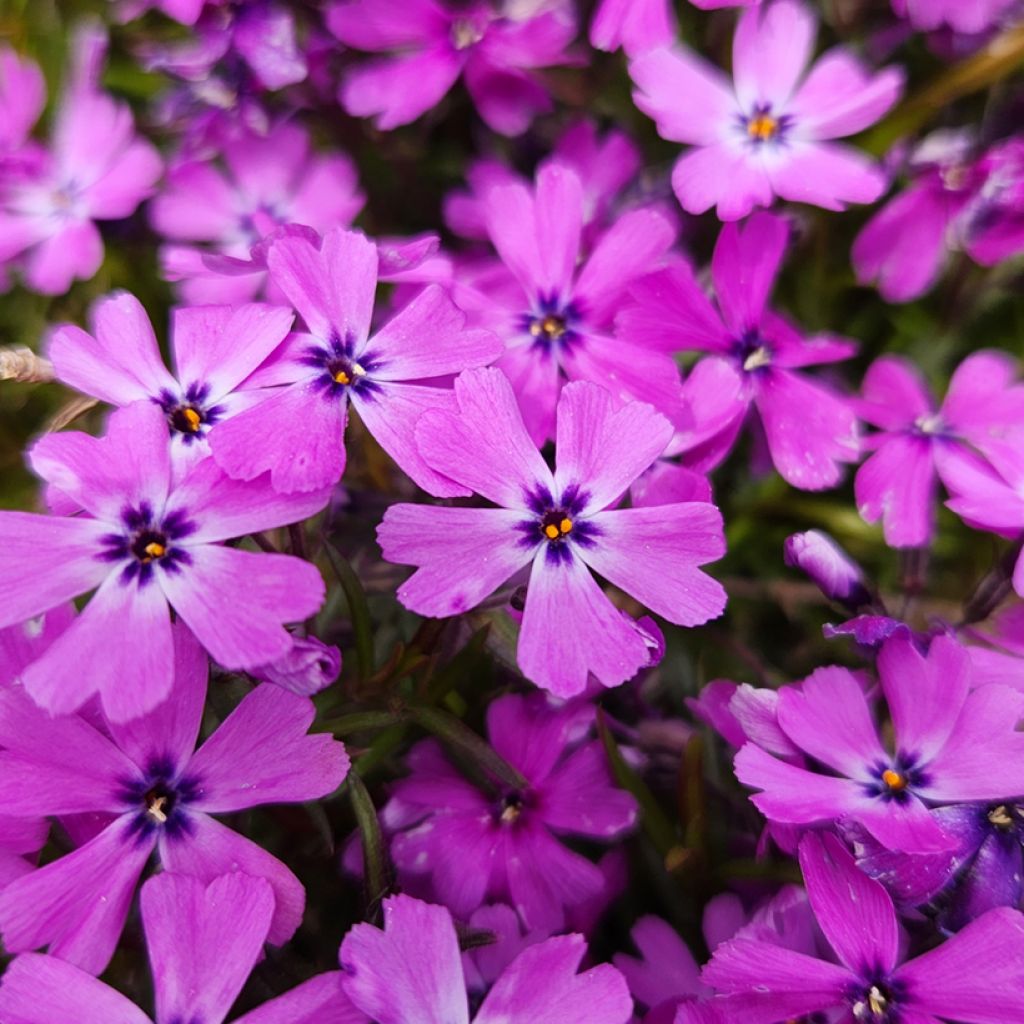 Phlox subulata Purple Beauty - Flox musgoso