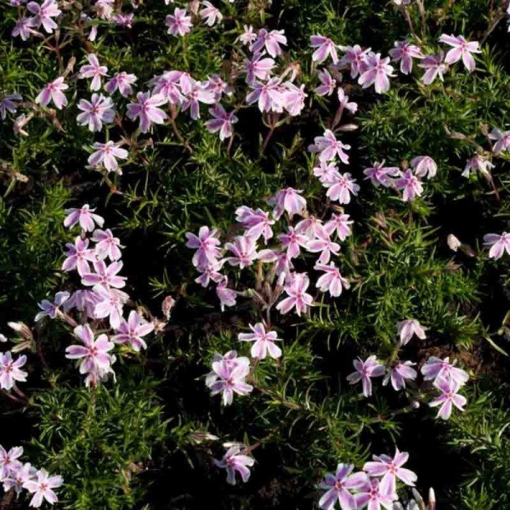 Phlox subulata Candy Stripes - Flox musgoso