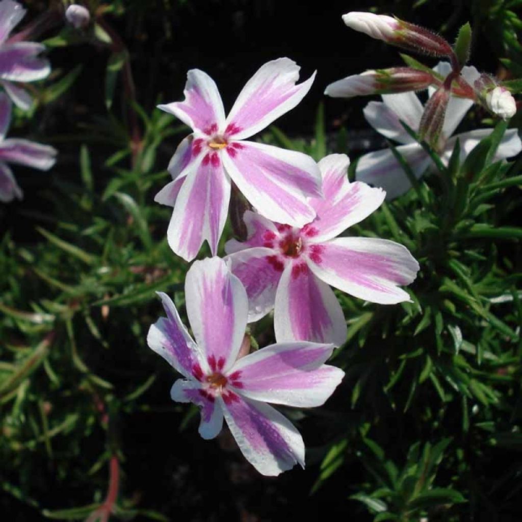 Phlox subulata Candy Stripes - Flox musgoso