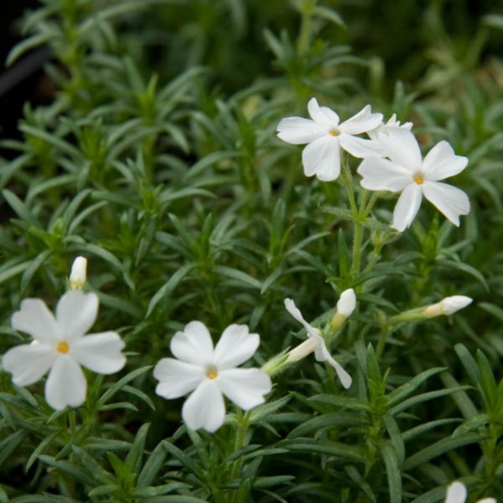 Phlox subulata White Delight - Flox musgoso