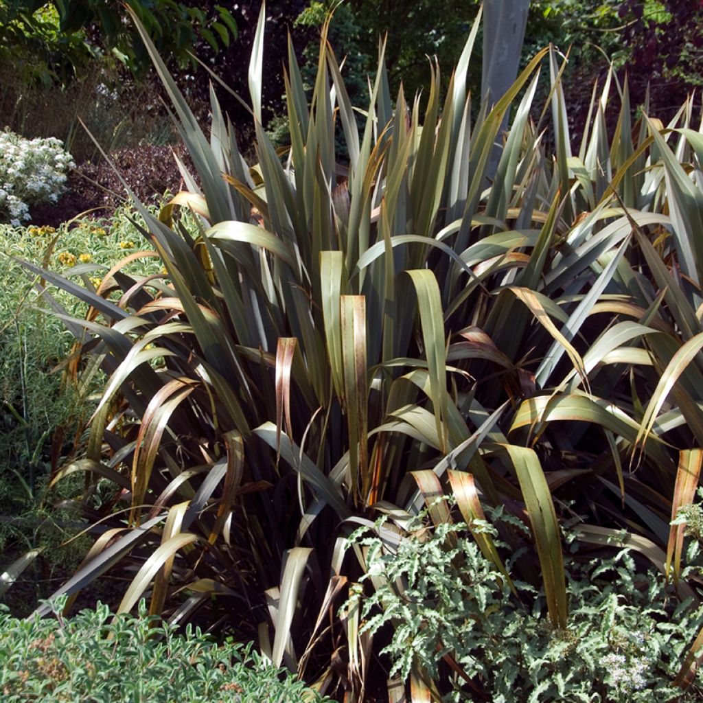 Phormium cookianum Bronze Baby - Lino de Nueva Zelanda