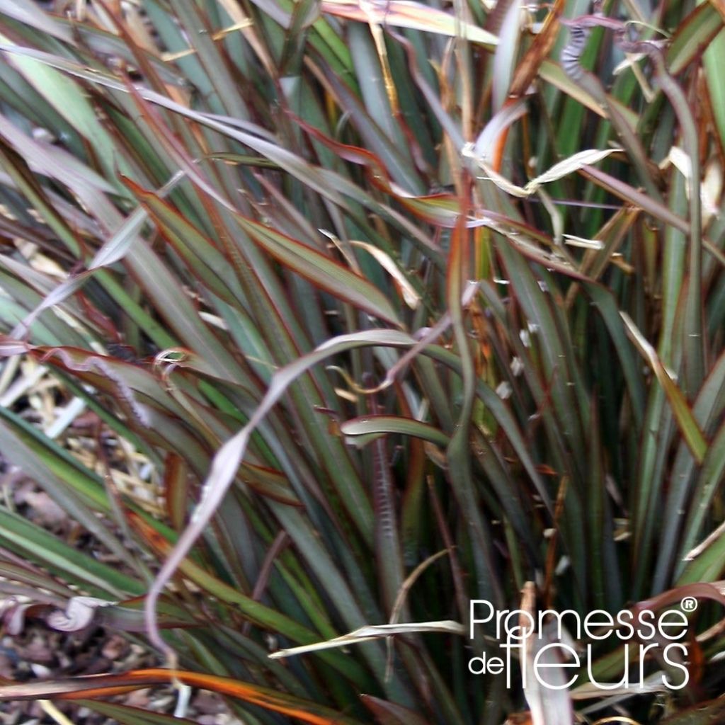 Phormium tenax Rainbow Maiden - Lino de Nueva Zelanda