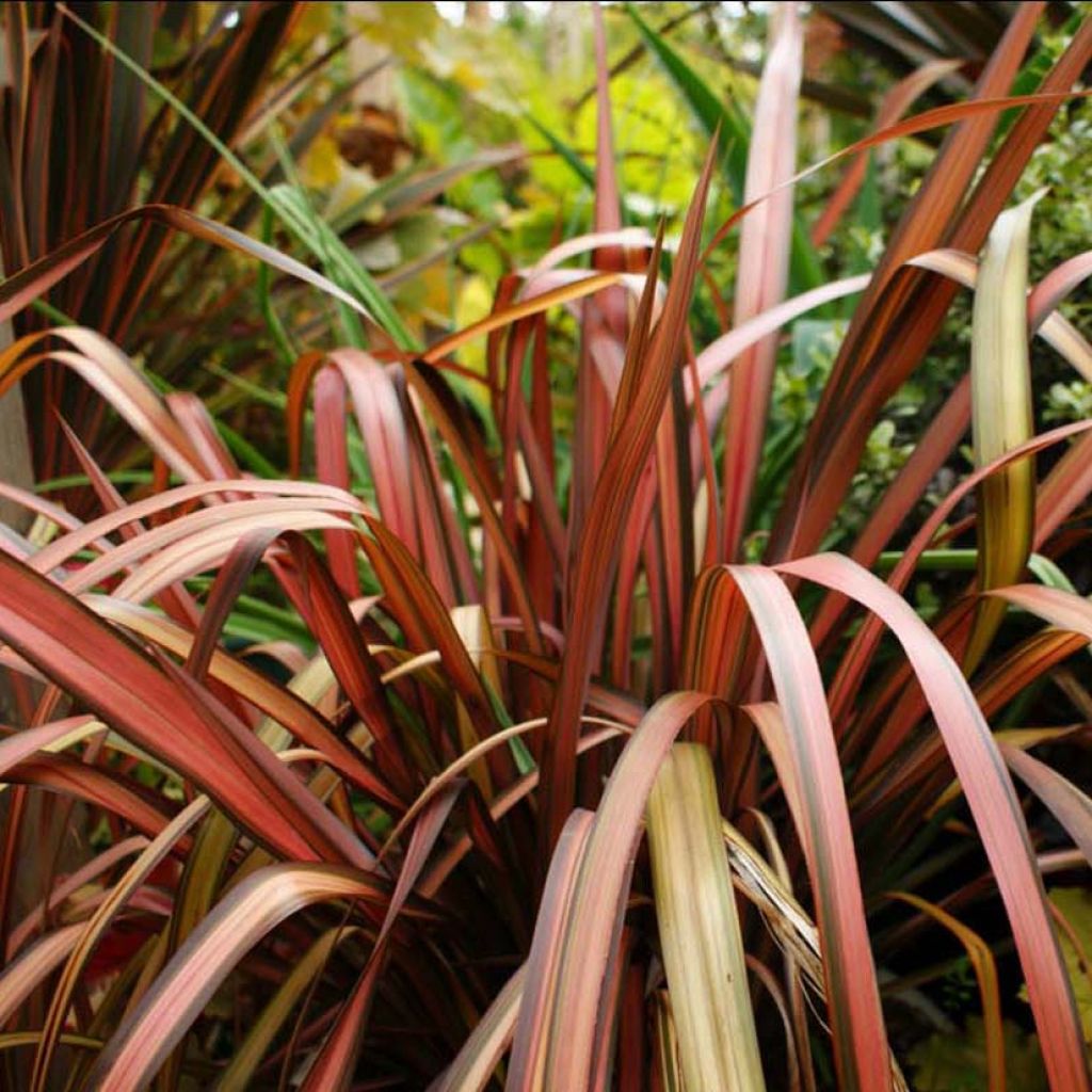 Phormium Pink Panther - Lin de Nouvelle-Zélande 