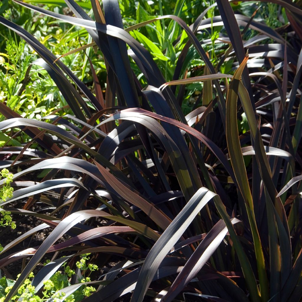 Phormium Platts Black - Lino de Nueva Zelanda