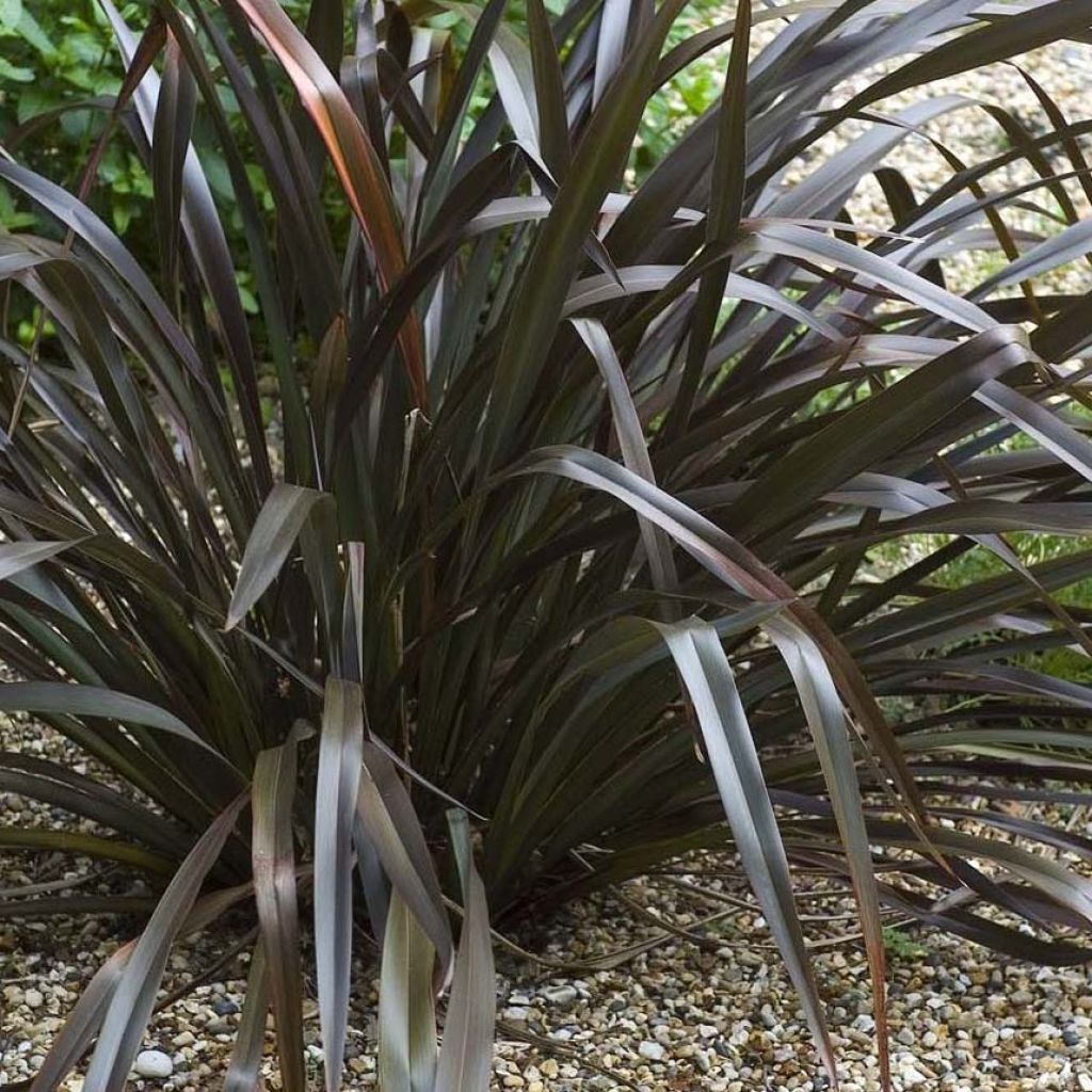 Phormium cookianum Black adder - Lino de Nueva Zelanda