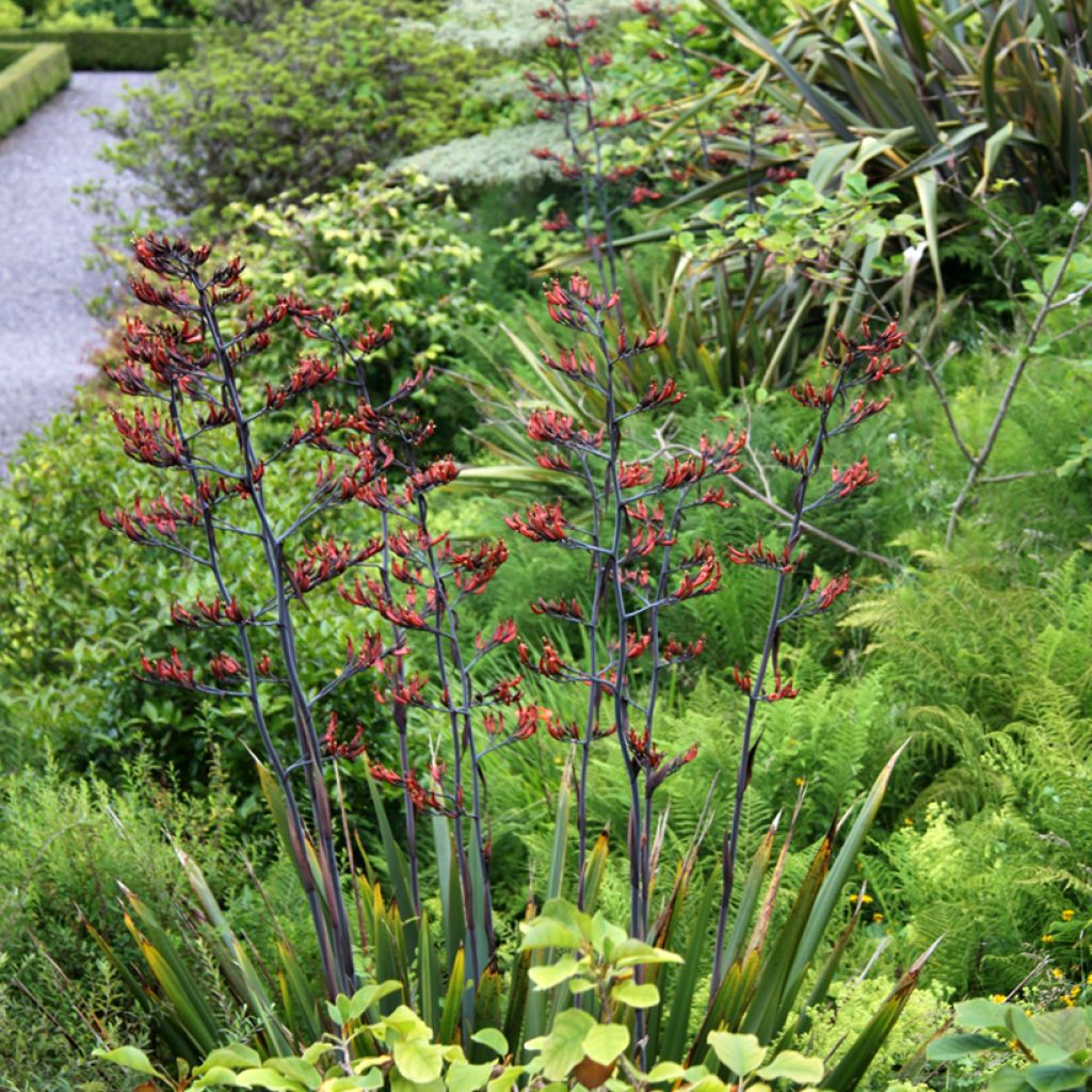 Phormium tenax - Lino de Nueva Zelanda