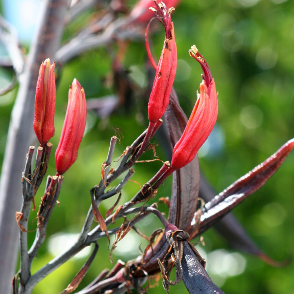 Phormium tenax - Lino de Nueva Zelanda