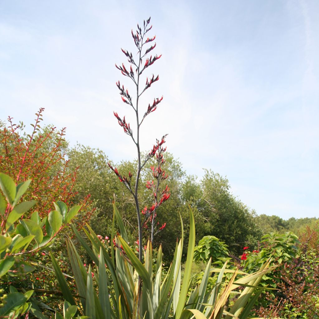 Phormium tenax - Lino de Nueva Zelanda