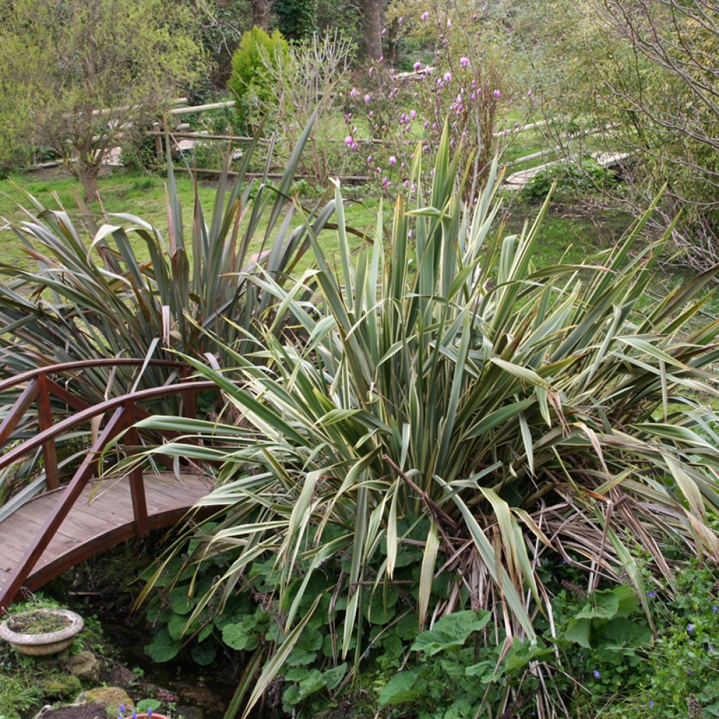 Phormium tenax - Lino de Nueva Zelanda