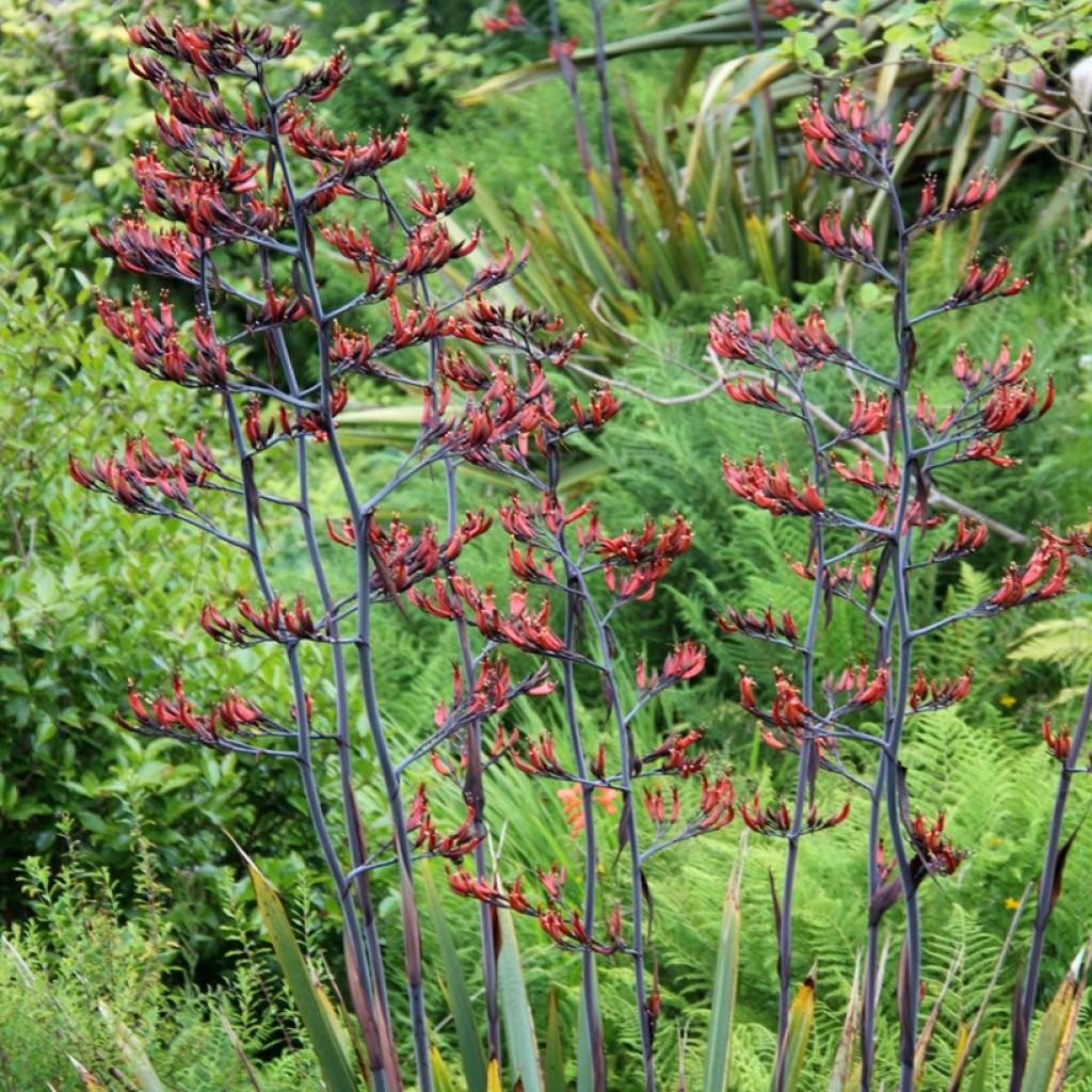 Phormium tenax - Lino de Nueva Zelanda